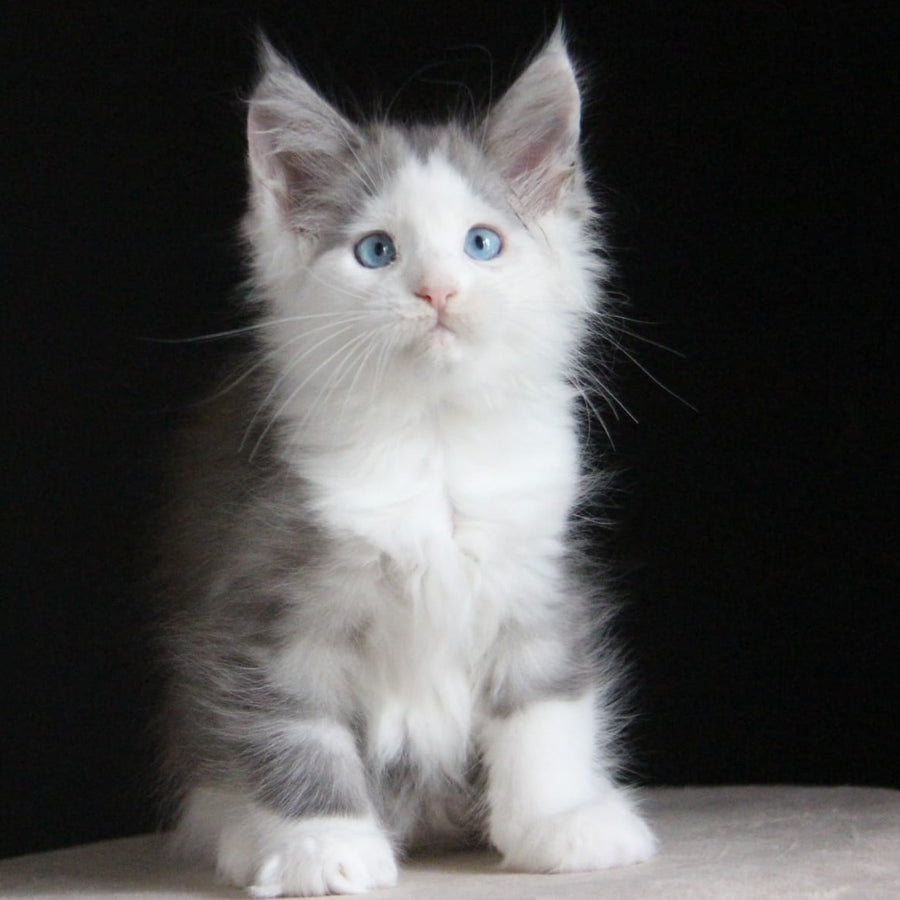 Mechta Maine Coon female, blue tabby bicolour