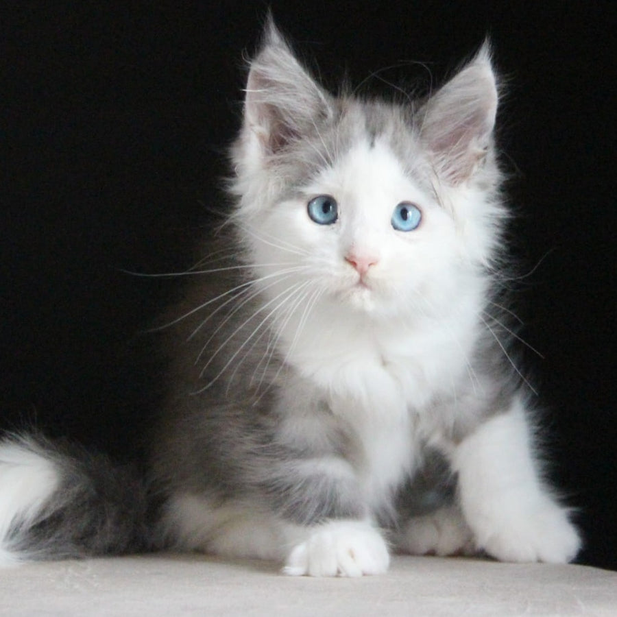 Mechta Maine Coon female, blue tabby bicolour