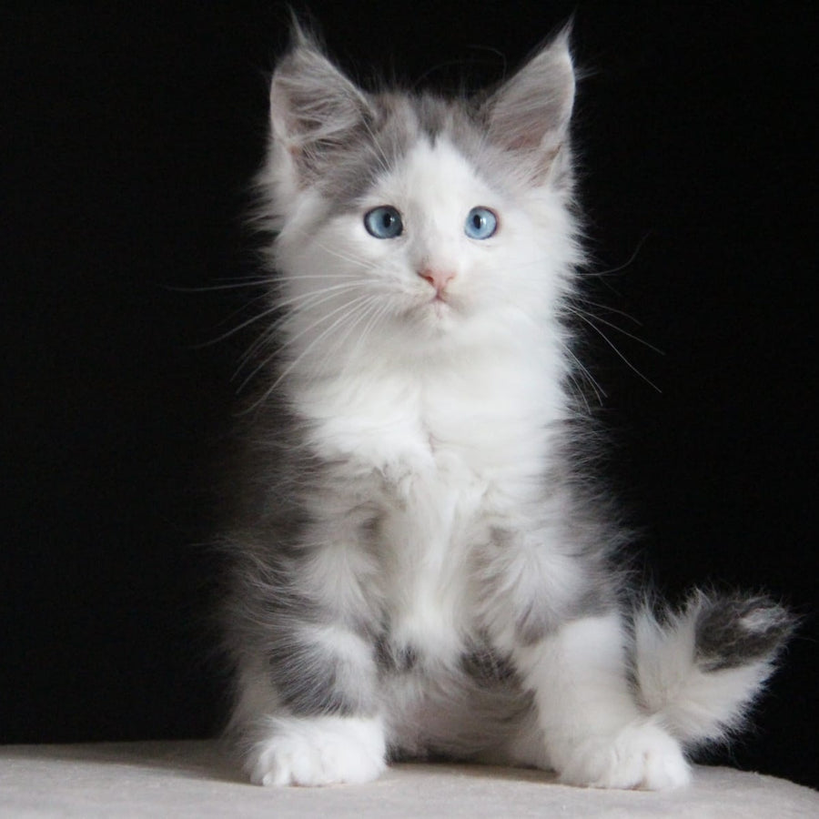 Mechta Maine Coon female, blue tabby bicolour