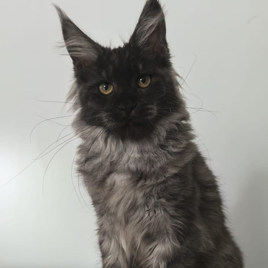 Cleopatra Maine Coon polydactyl 6x6x6x6 female, black silver