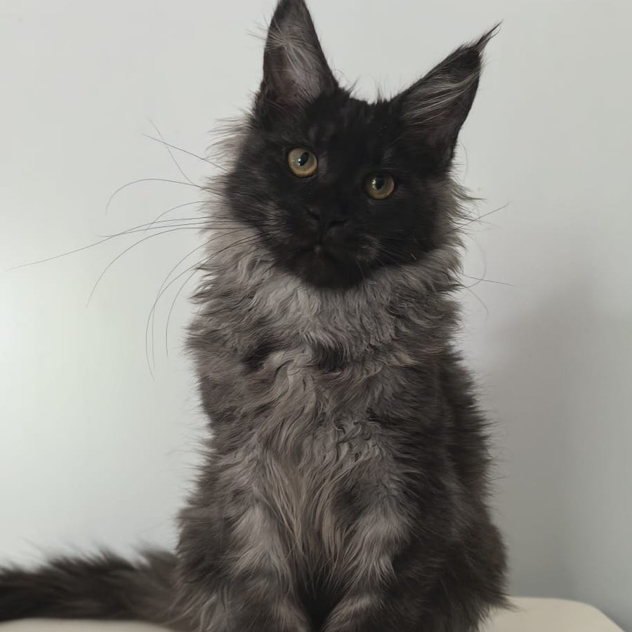 Cleopatra Maine Coon polydactyl 6x6x6x6 female, black silver