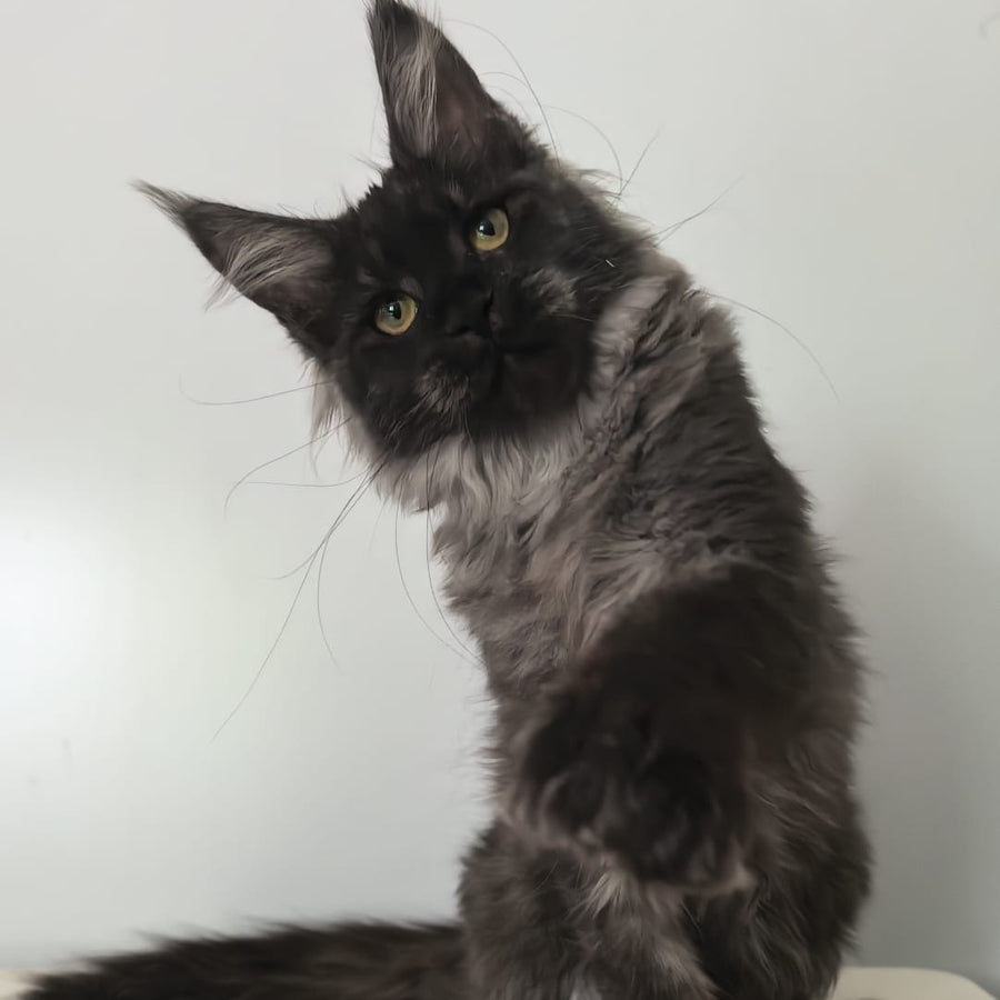 Cleopatra Maine Coon polydactyl 6x6x6x6 female, black silver