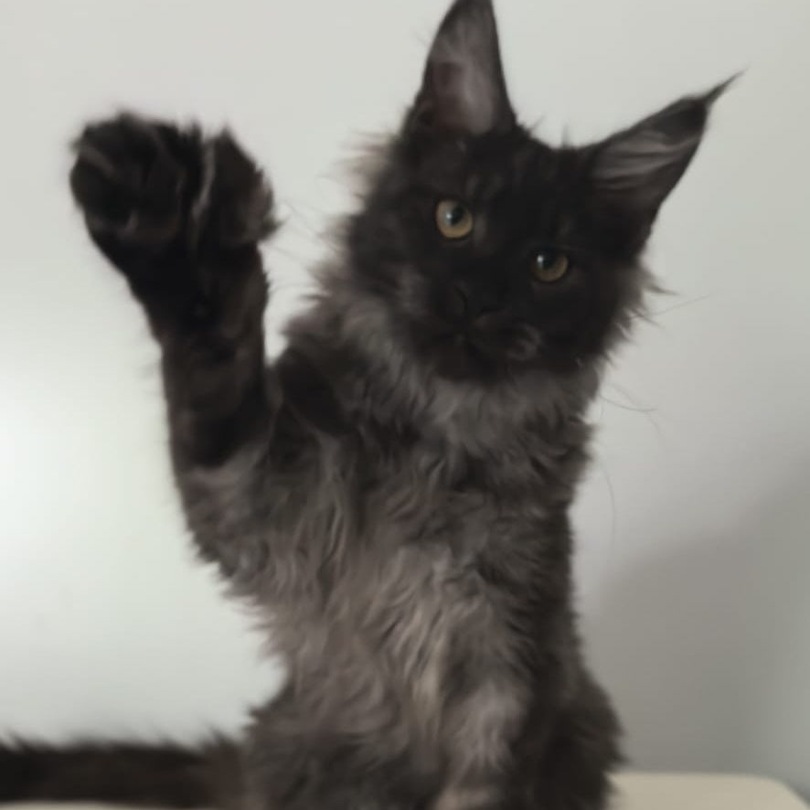 Cleopatra Maine Coon polydactyl 6x6x6x6 female, black silver