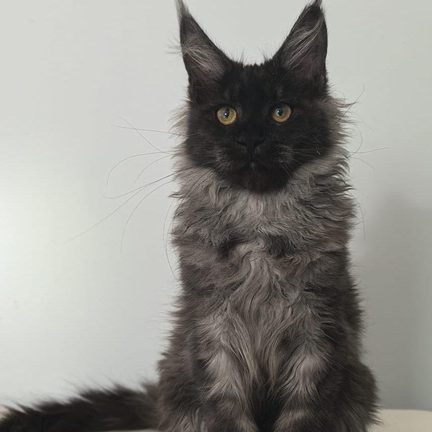 Cleopatra Maine Coon polydactyl 6x6x6x6 female, black silver