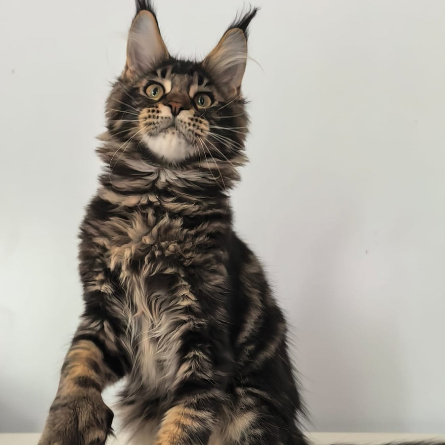 Ceasar Maine Coon polydactyl 6x6x6x6 male, black tabby