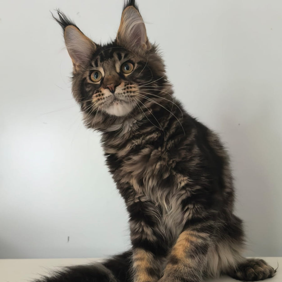 Ceasar Maine Coon polydactyl 6x6x6x6 male, black tabby
