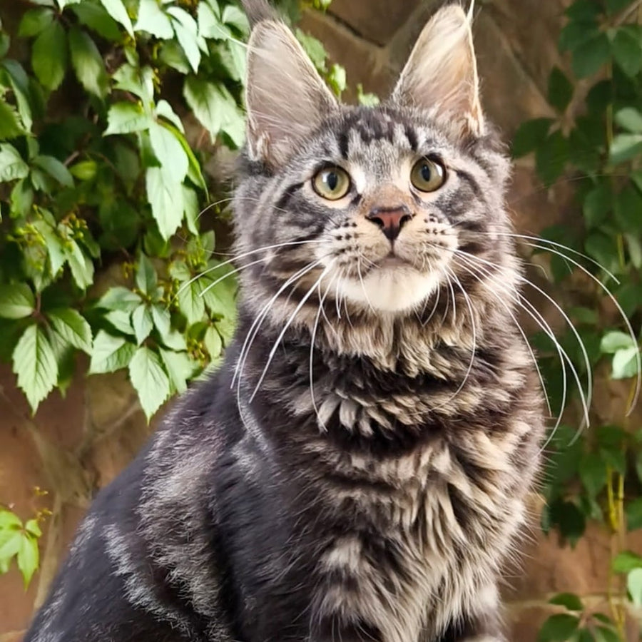 Hugo Maine Coon male, black tabby