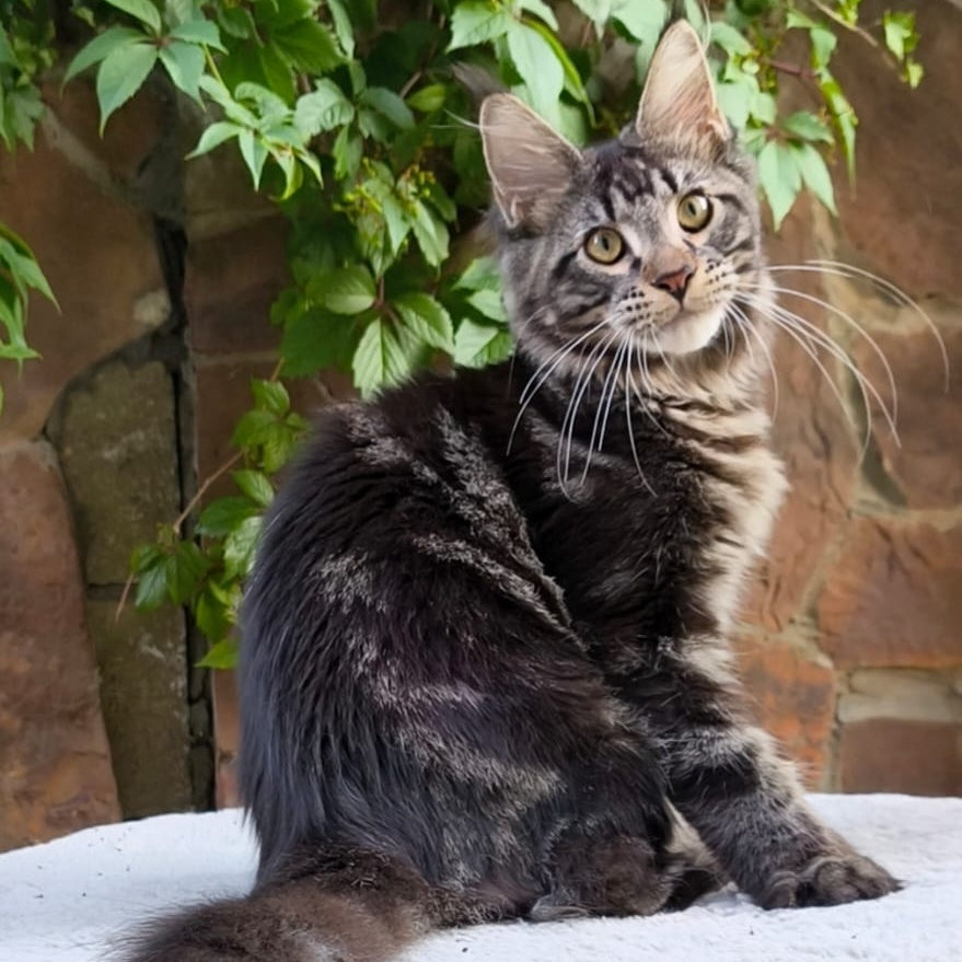 Hugo Maine Coon male, black tabby