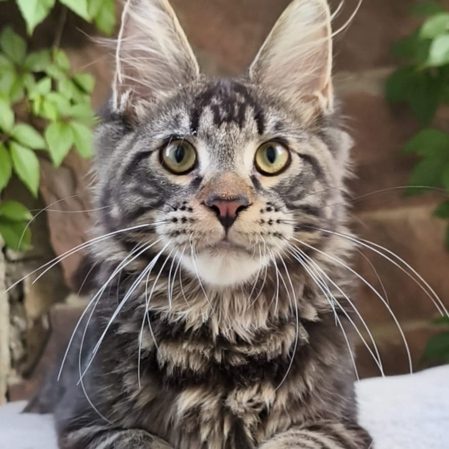 Hugo Maine Coon male, black tabby