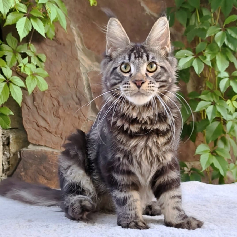 Hugo Maine Coon male, black tabby