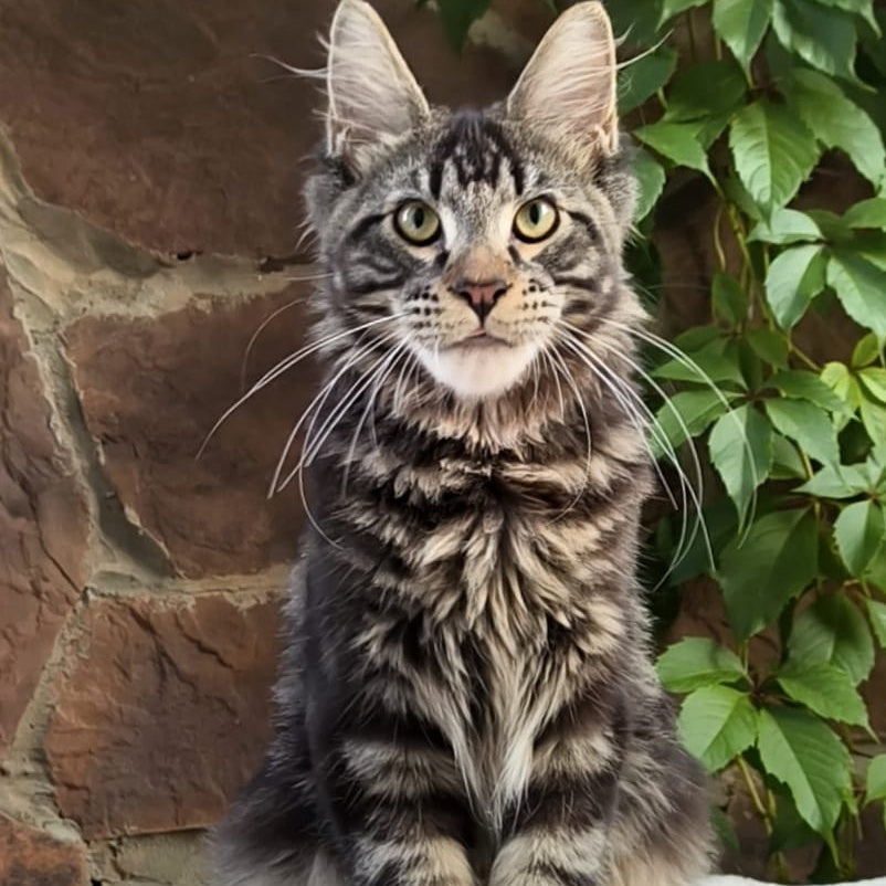 Hugo Maine Coon male, black tabby