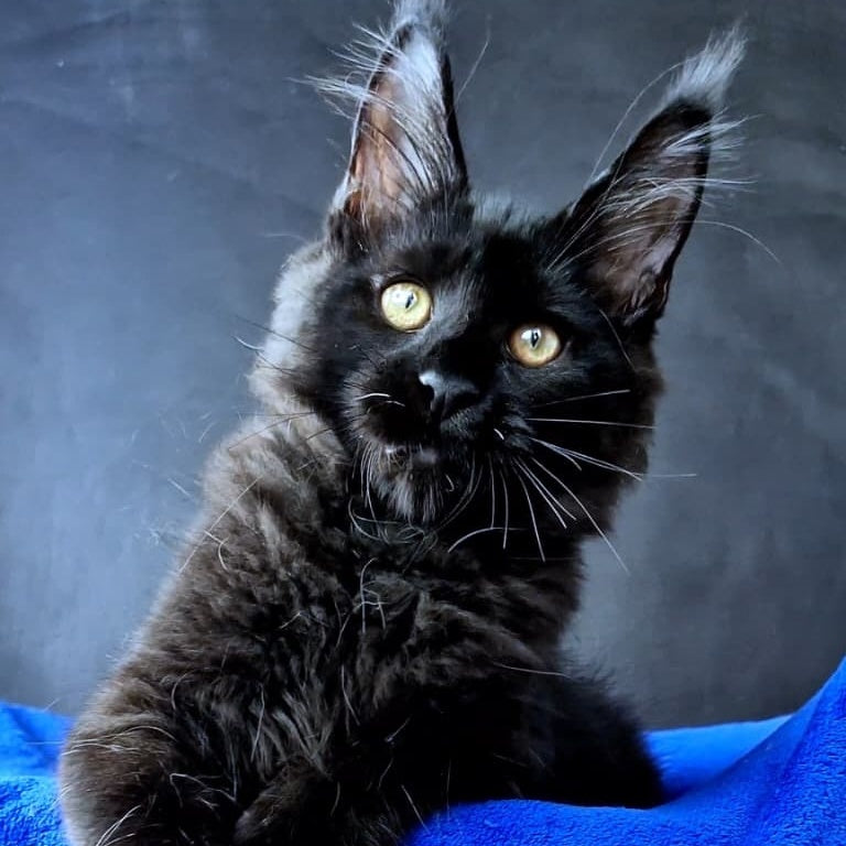Kensigton Crown Maine Coon male, black