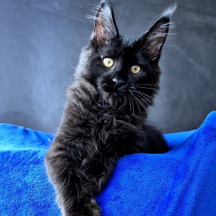 Kensigton Crown Maine Coon male, black