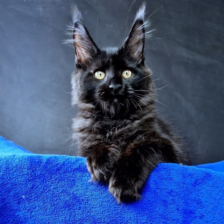 Kensigton Crown Maine Coon male, black