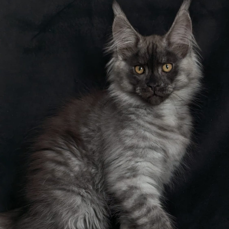 Zembi Maine Coon male, black silver