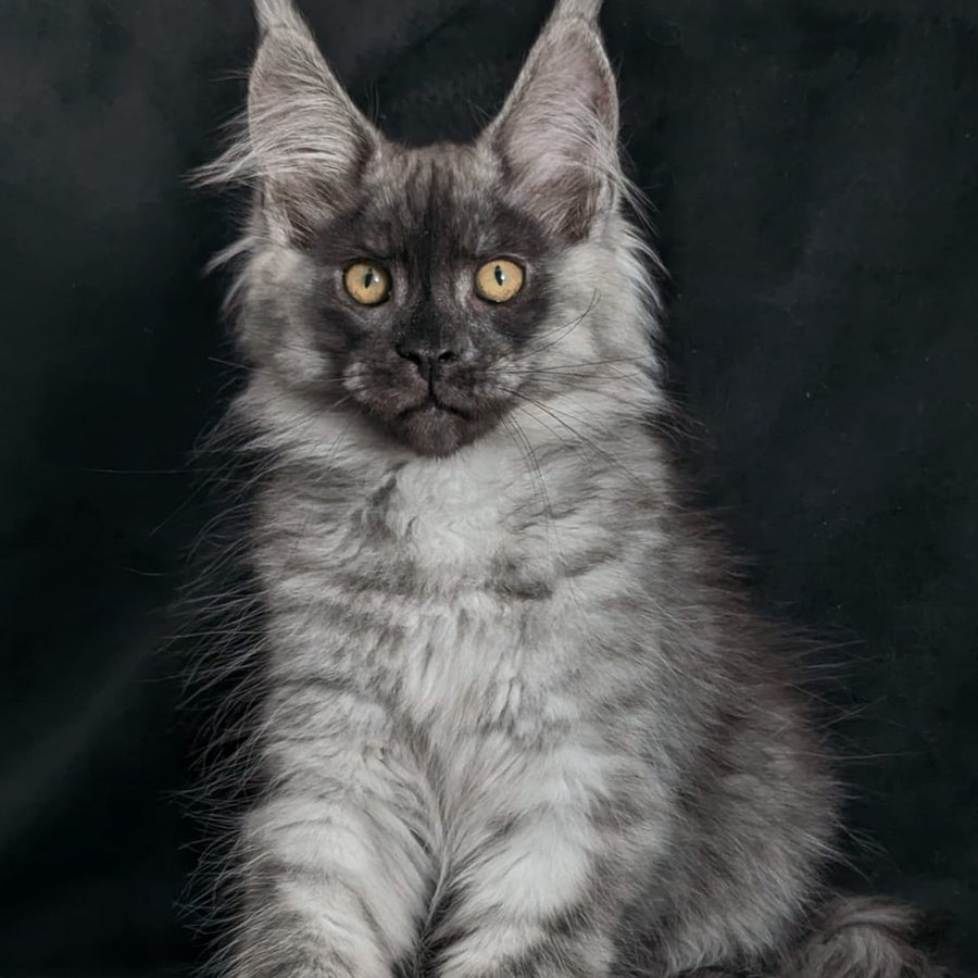 Zembi Maine Coon male, black silver