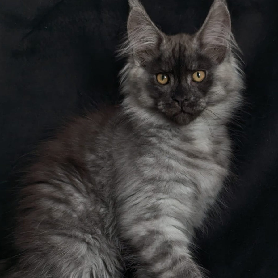 Zevs Maine Coon male, black silver