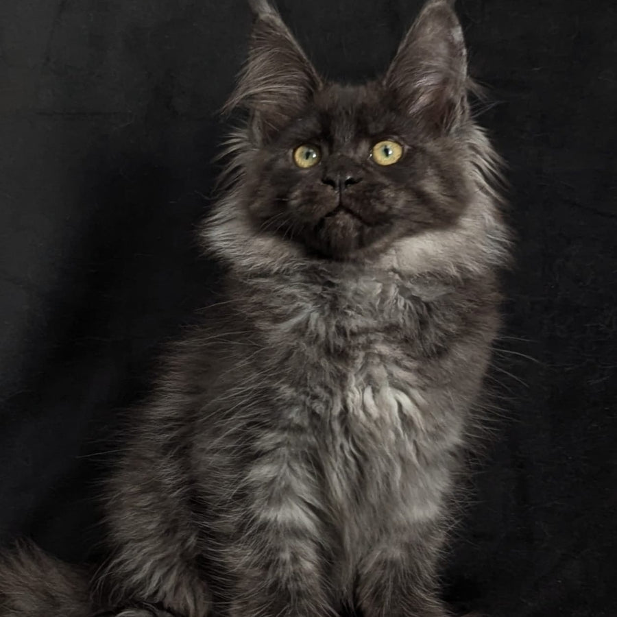 Zita Maine Coon polydactyl 6x6x6x6 female, black silver