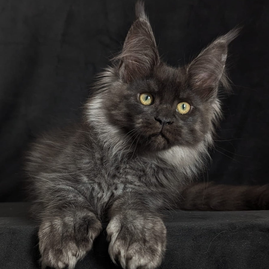 Zita Maine Coon polydactyl 6x6x6x6 female, black silver