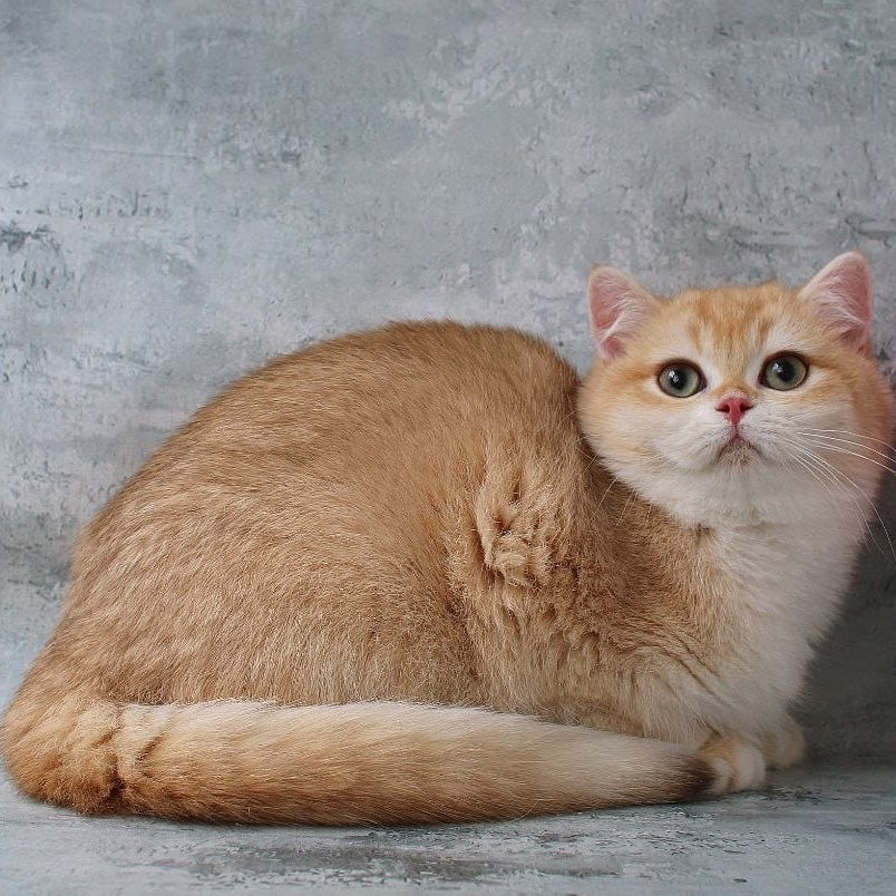 Rayda British Shorthair female, chocolate golden chinchilla