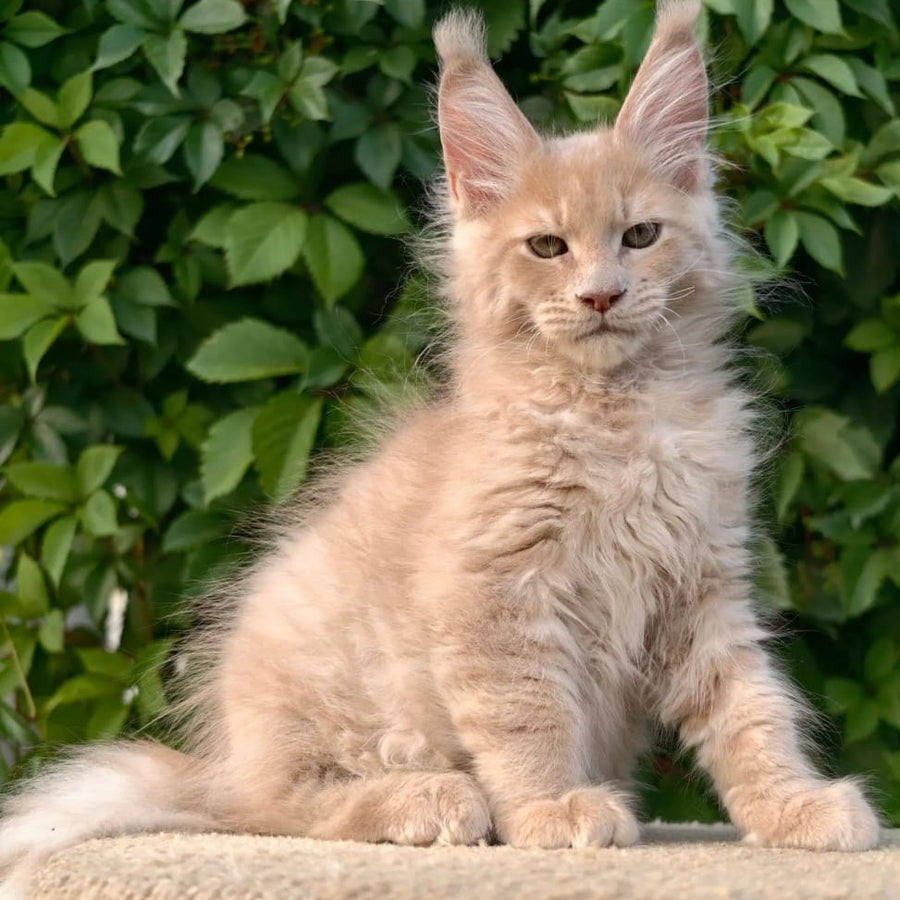 Daniel Maine Coon male, cream