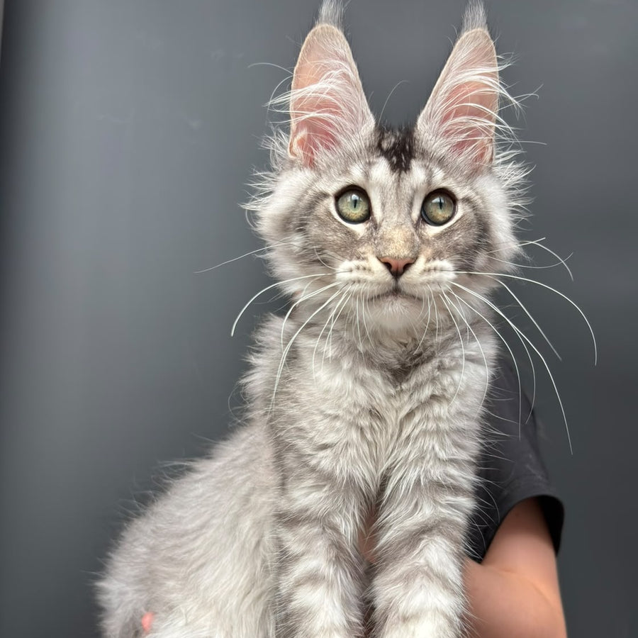 Alex Maine Coon male, black ticked tabby