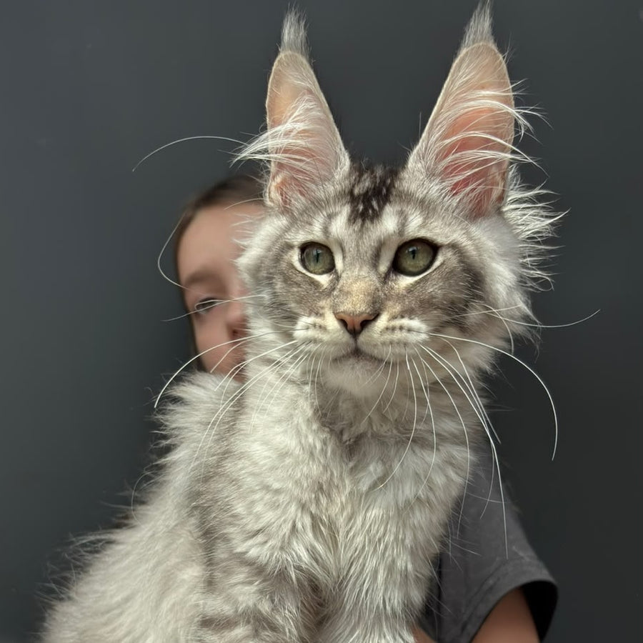 Alex Maine Coon male, black ticked tabby