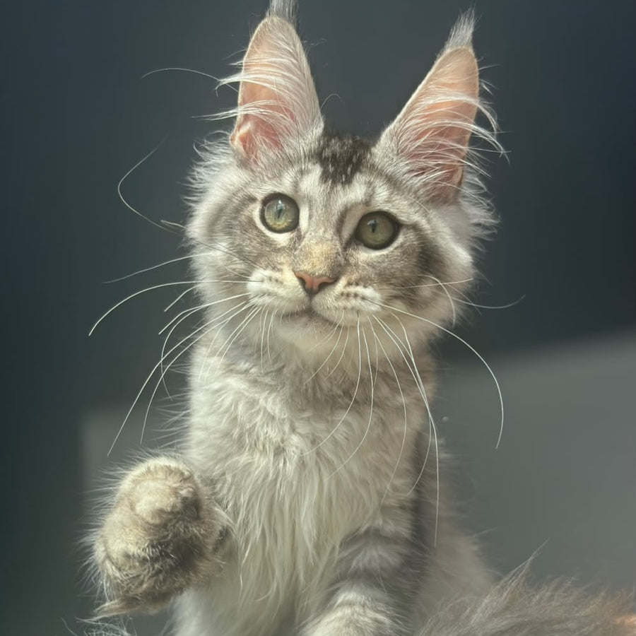 Alex Maine Coon male, black ticked tabby