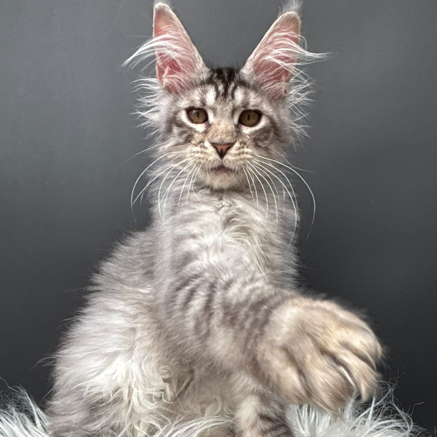 Andrian Maine Coon male, black silver spotted tabby
