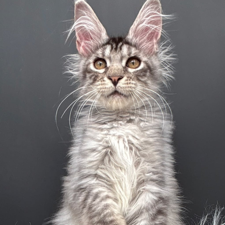 Andrian Maine Coon male, black silver spotted tabby