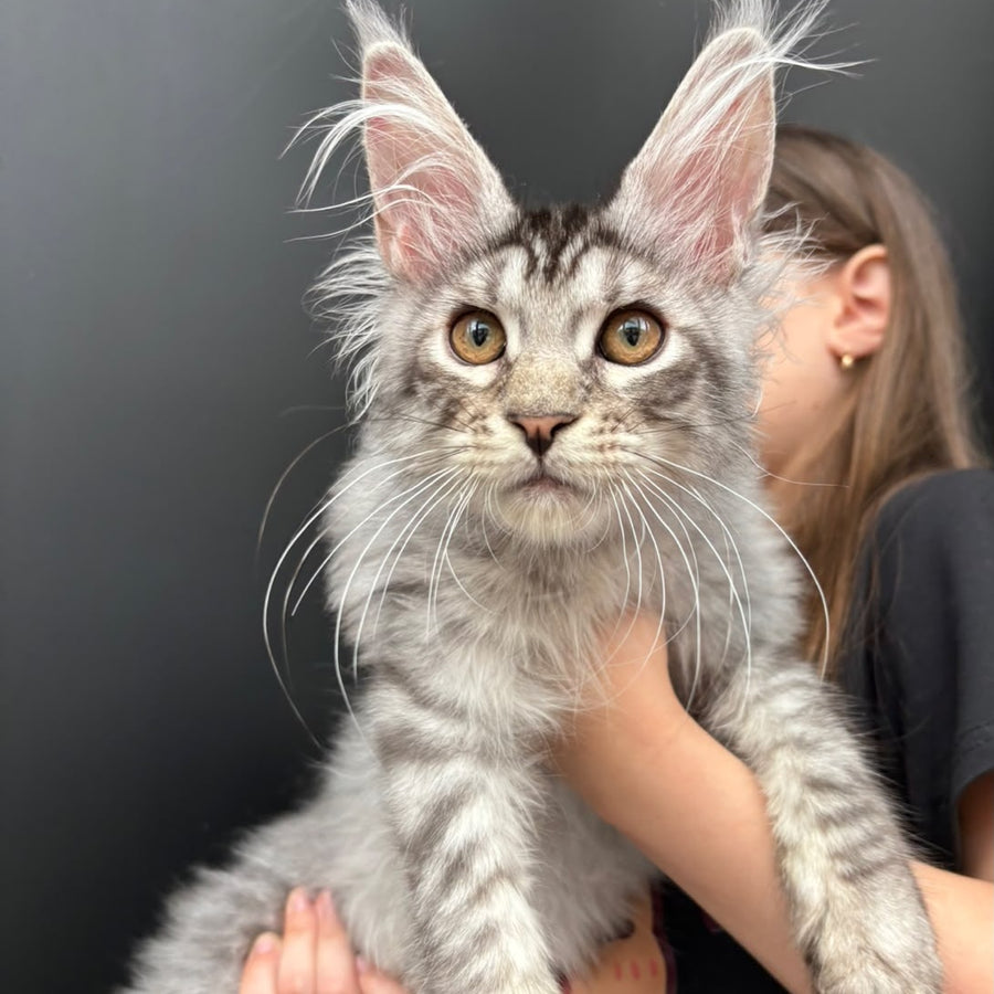Andrian Maine Coon male, black silver spotted tabby