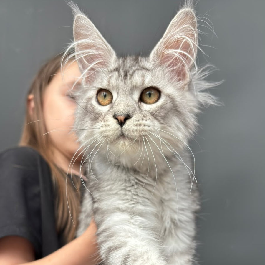 Alice Maine Coon female, black silver spotted tabby