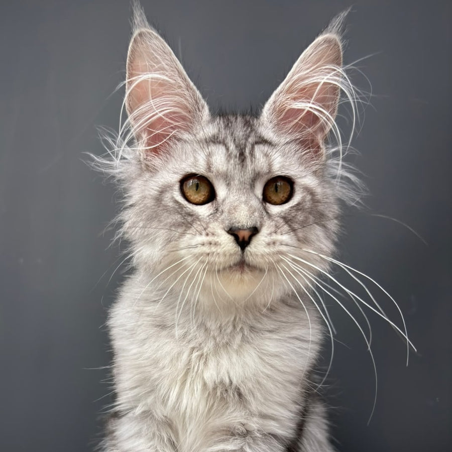 Alice Maine Coon female, black silver spotted tabby
