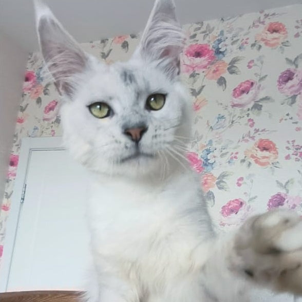 Orfey Maine Coon male, black silver shaded