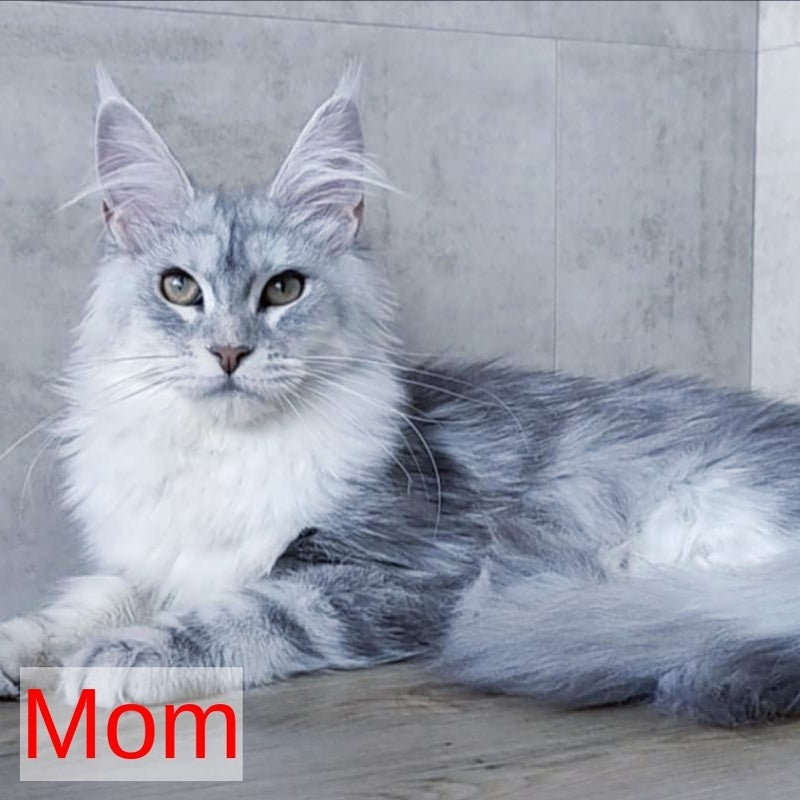 Orfey Maine Coon male, black silver shaded