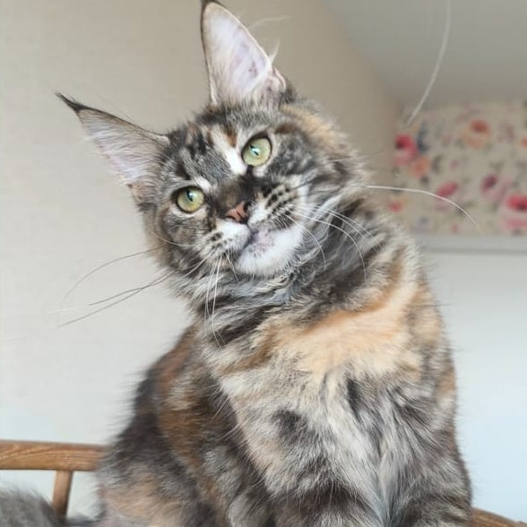 Ponka Maine Coon female, black tortie tabby