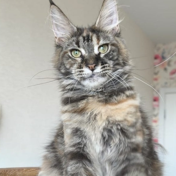 Ponka Maine Coon female, black tortie tabby