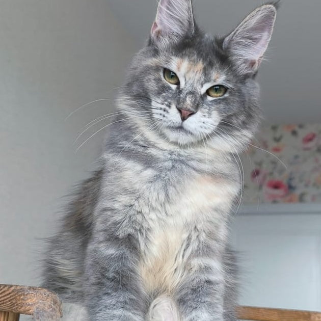 Ptaha Maine Coon female, blue tortie tabby