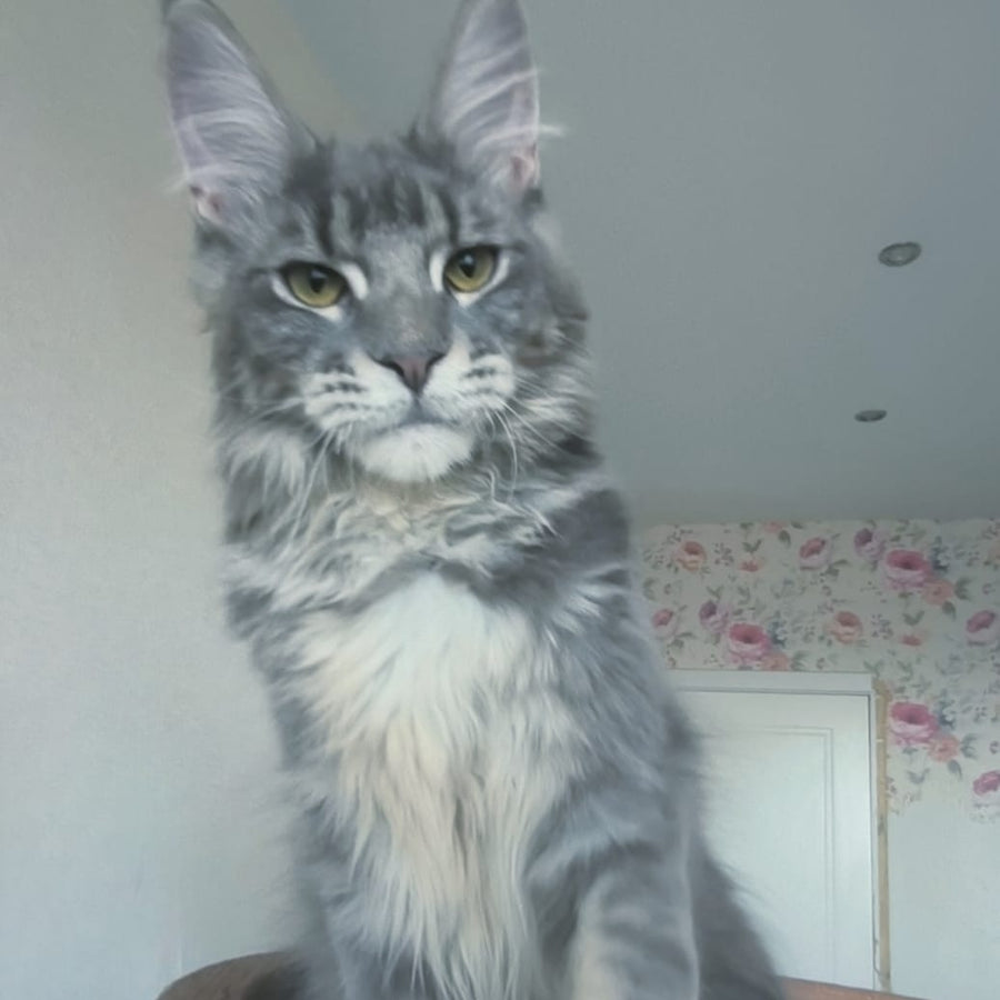 Noel Maine Coon male, blue tabby