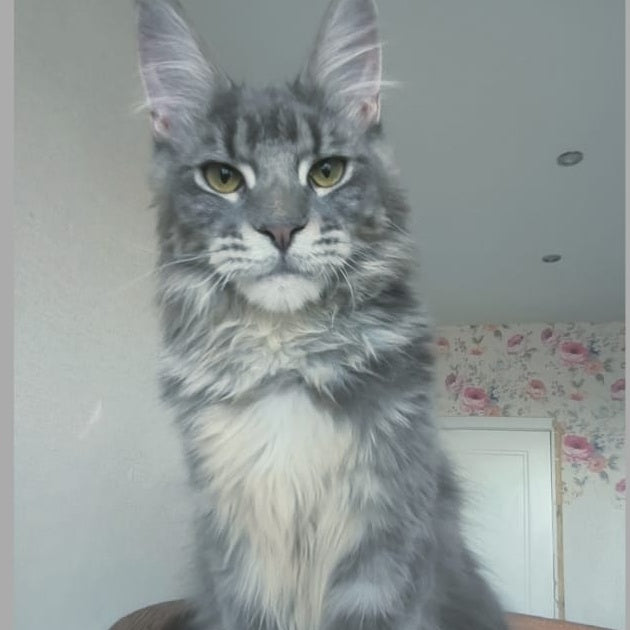 Noel Maine Coon male, blue tabby