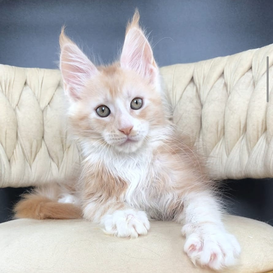 Yarik Maine Coon male, red silver bicolour tabby