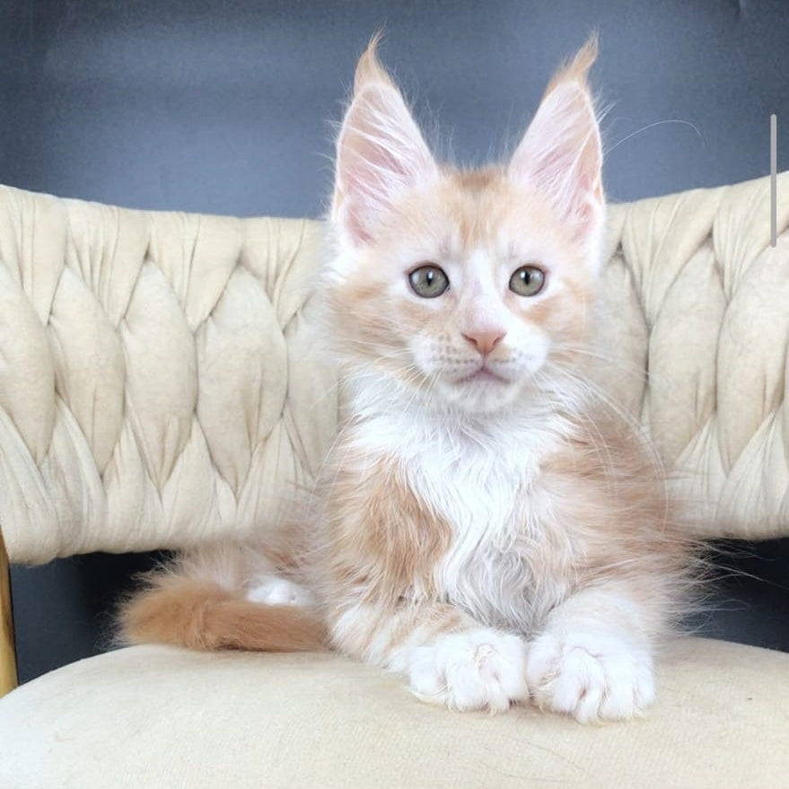 Yarik Maine Coon male, red silver bicolour tabby