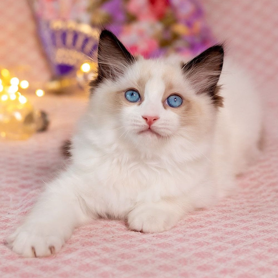 Lola Ragdoll female, seal bicolour