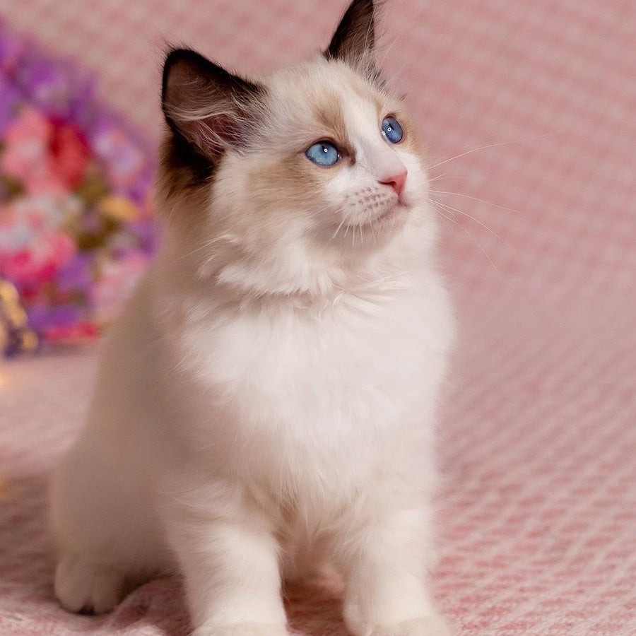 Lola Ragdoll female, seal bicolour