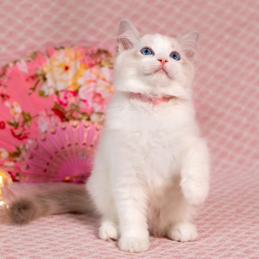 Lucy Ragdoll female, blue bicolour