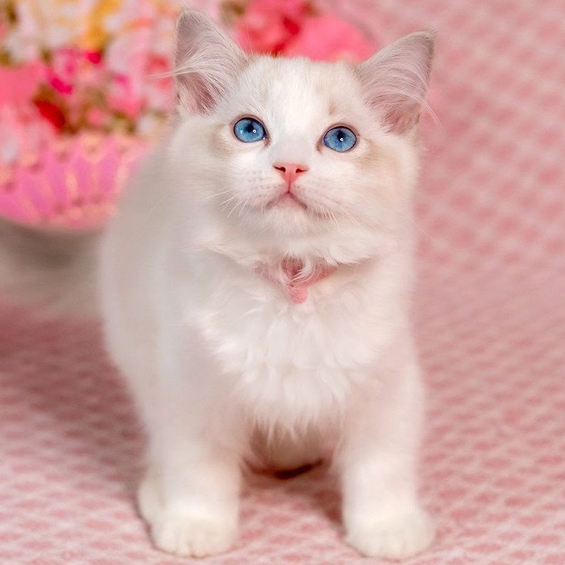 Lucy Ragdoll female, blue bicolour
