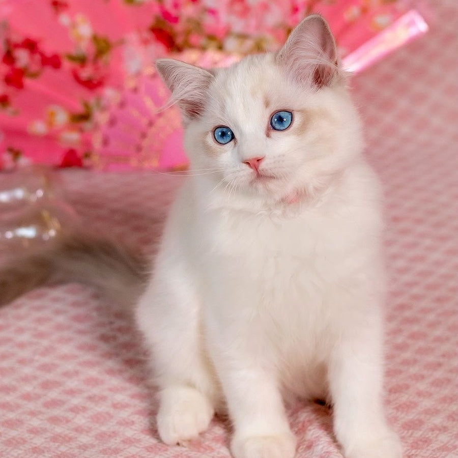 Lucy Ragdoll female, blue bicolour