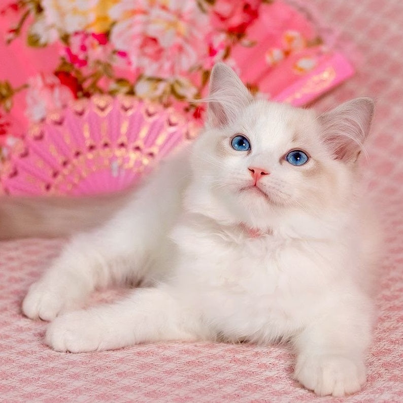 Lucy Ragdoll female, blue bicolour