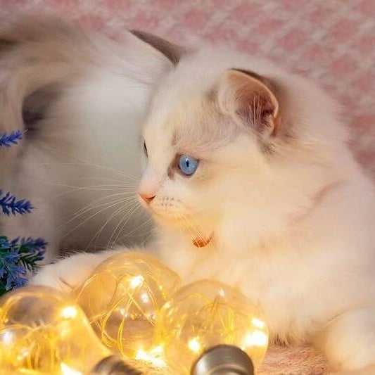 Luna Ragdoll female, blue bicolour