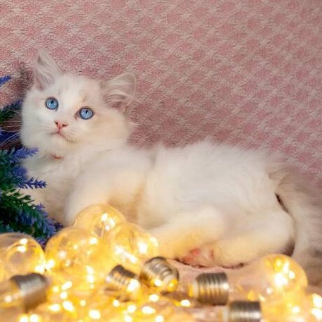 Luna Ragdoll female, blue bicolour